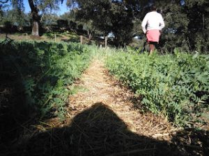 Sostenibilidad en el Agua, Huerta tradicional en la Dehesa 6 - Finca Montefrío