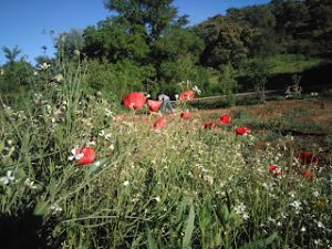 Sostenibilidad en el Agua, Huerta tradicional en la Dehesa 5 - Finca Montefrío