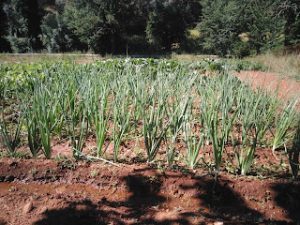 Sostenibilidad en el Agua, Huerta tradicional en la Dehesa 1 - Finca Montefrío