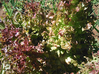 Sostenibilidad en el Agua, Huerta tradicional en la Dehesa 2 - Finca Montefrío