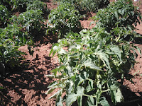 Sostenibilidad en el Agua, Huerta tradicional en la Dehesa 3 - Finca Montefrío