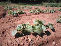 Sostenibilidad en el Agua, Huerta tradicional en la Dehesa 4 - Finca Montefrío