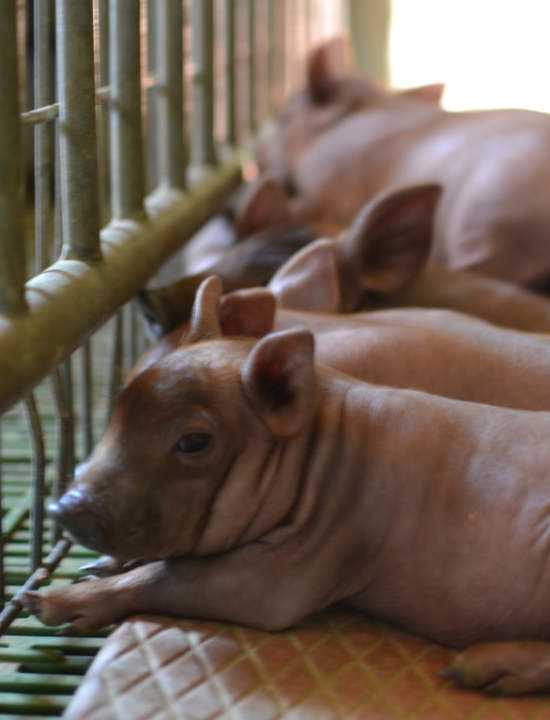 Visitas Guiadas a la Dehesa 3 - Finca Montefrío