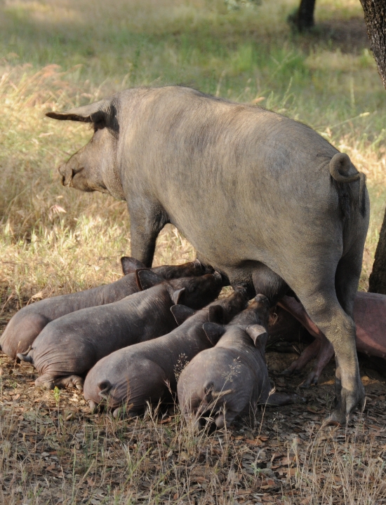 Visitas Guiadas a la Dehesa 2 - Finca Montefrío
