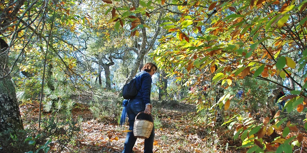 Finca Montefrío, hoteles y alojamientos en Sierra de Huelva