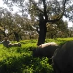 Casas Rurales y Ecoturismo en Huelva 5 - Finca Montefrío